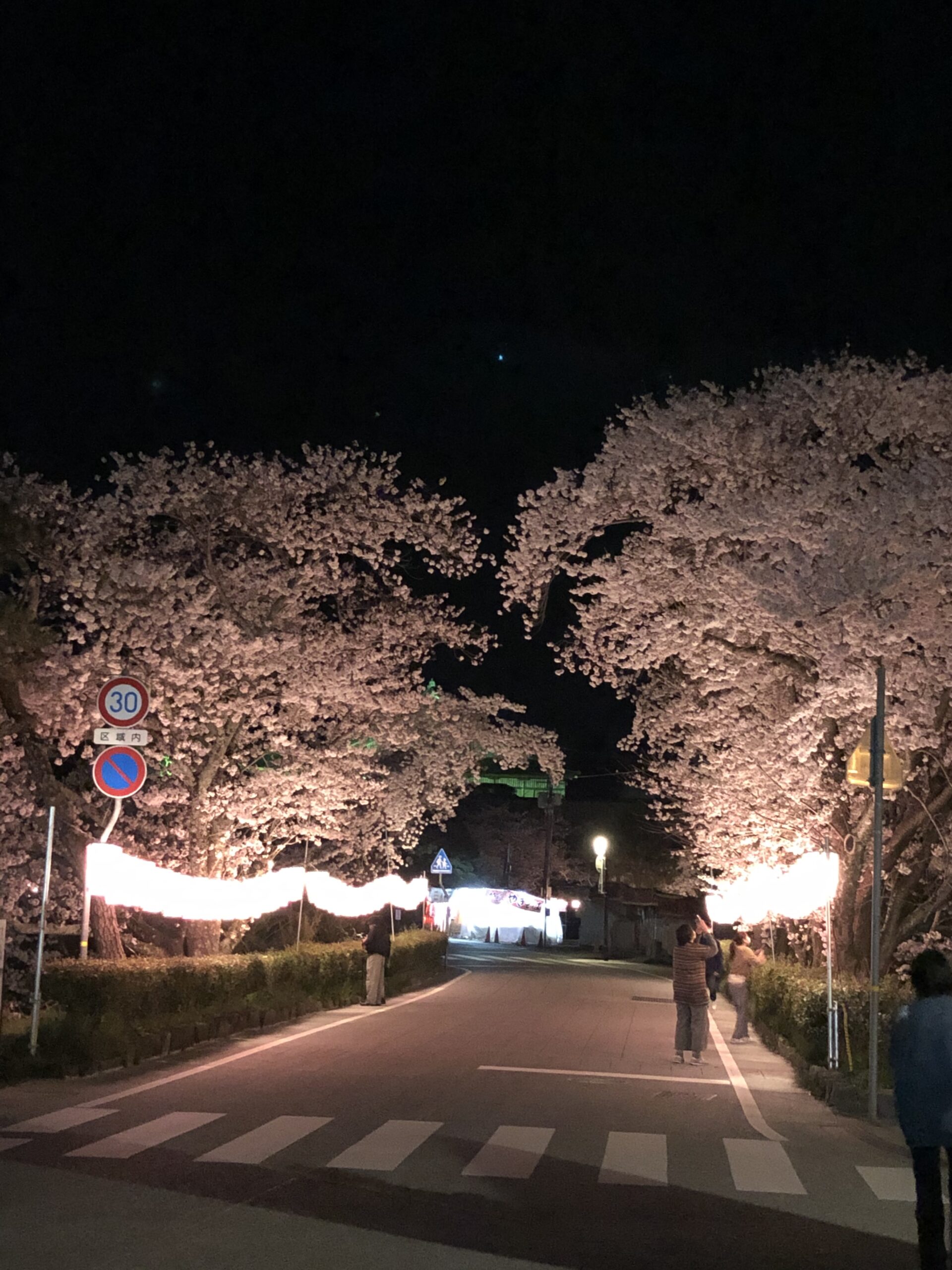 丹波篠山　夜桜　画像